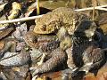 Bufo bufo-00
